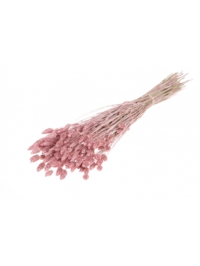 Džiovinti augalas PHALARIS pelenų rožinės sp. 130g
