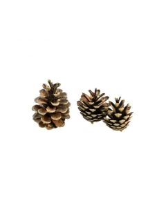 Kankorėžiai Pinus Silvestris 2-5cm (14-16vnt.)