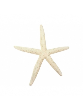 Jūros žvaigždė 16-18cm