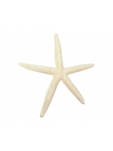 Jūros žvaigždė 16-18cm