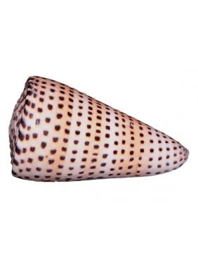 Kriauklė Conus 6-6.5cm