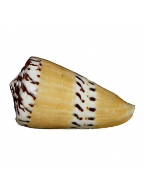 Kriauklė Conus 6cm