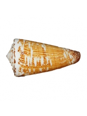 Kriauklė Conus 7-8cm