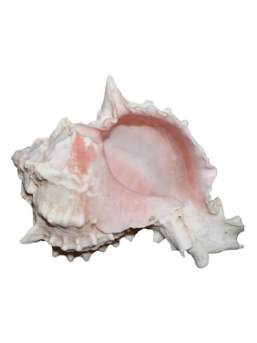 Kriauklė Pink Murex 5-7cm