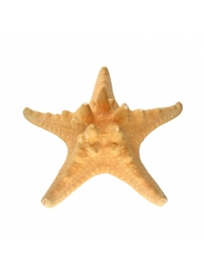 Jūros žvaigždė 18-21cm