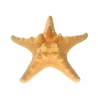 Jūros žvaigždė 18-21cm