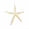 Jūros žvaigždė 12-14cm