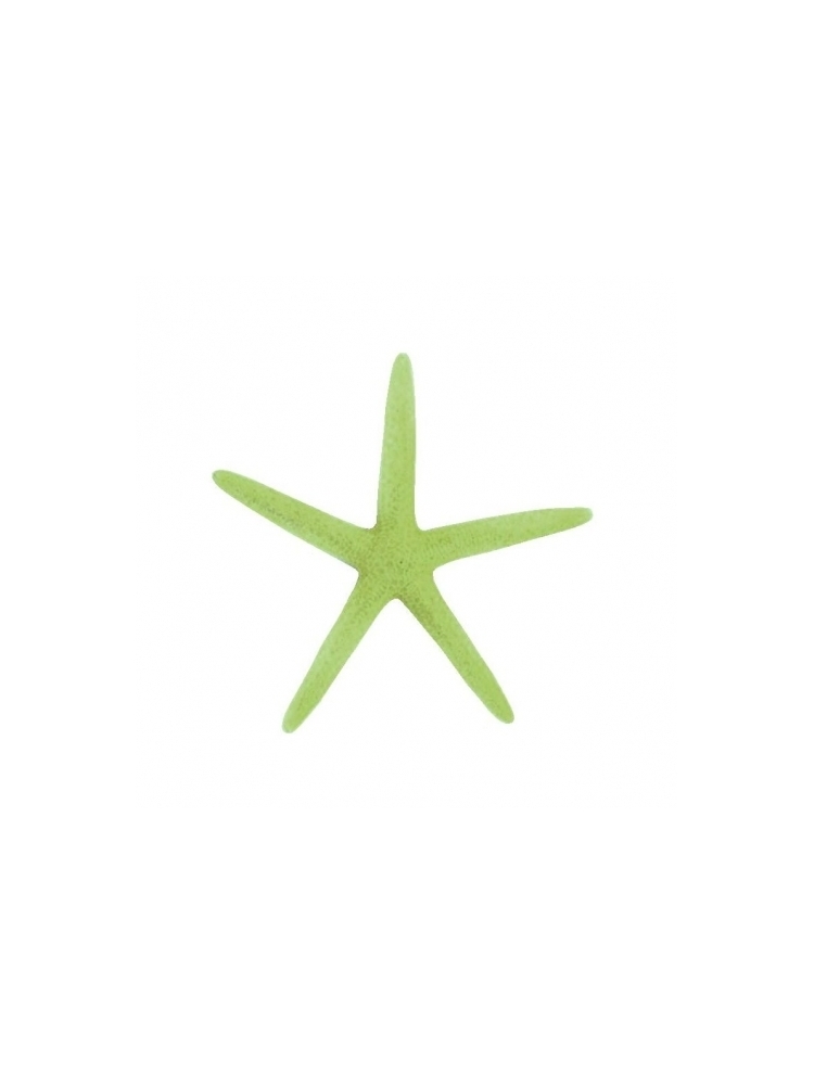 Jūros žvaigždė 17-20cm (žalios sp.)