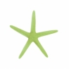 Jūros žvaigždė 17-20cm (žalios sp.)