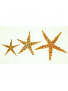 Jūros žvaigždės (10 vnt.)