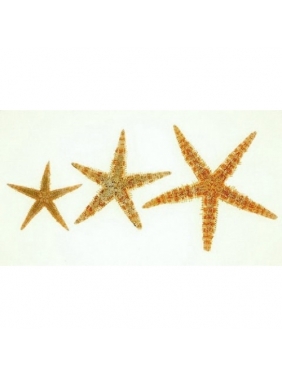 Jūros žvaigždės (50 vnt.)