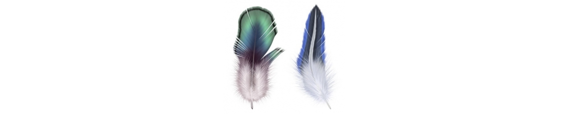 Dekoratyvinės plunksnos